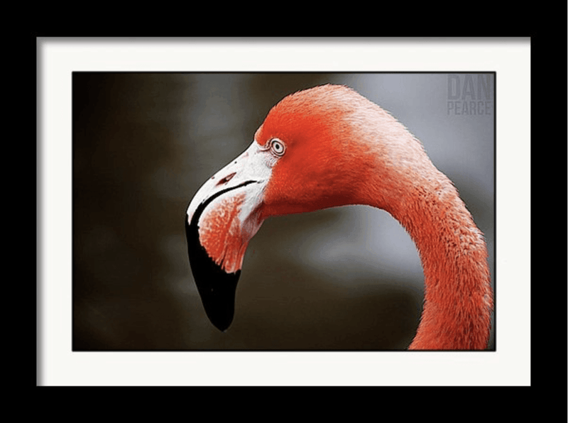 Photo Print: Flamingo - Dan Pearce Sticker Shop