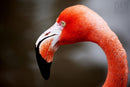Photo Print: Flamingo - Dan Pearce Sticker Shop