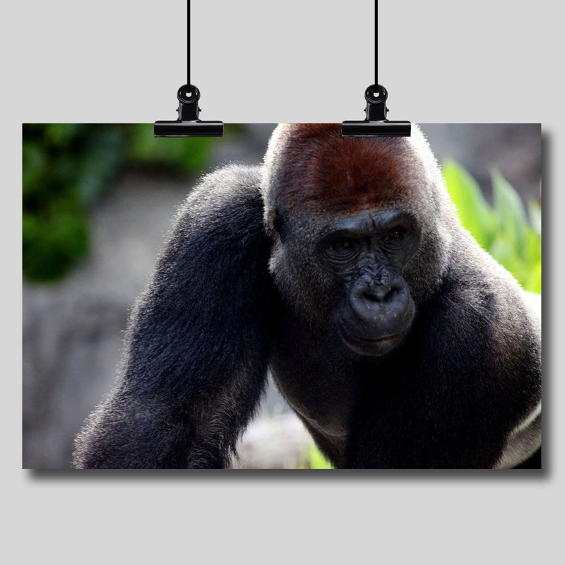 Photo Print: Gorilla - Dan Pearce Sticker Shop