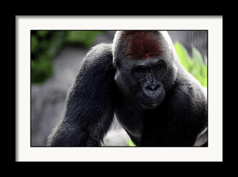 Photo Print: Gorilla - Dan Pearce Sticker Shop