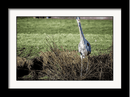 Photo Print: Great Blue Heron - Dan Pearce Sticker Shop