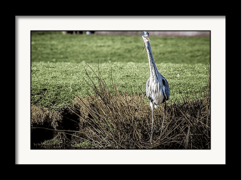 Photo Print: Great Blue Heron - Dan Pearce Sticker Shop