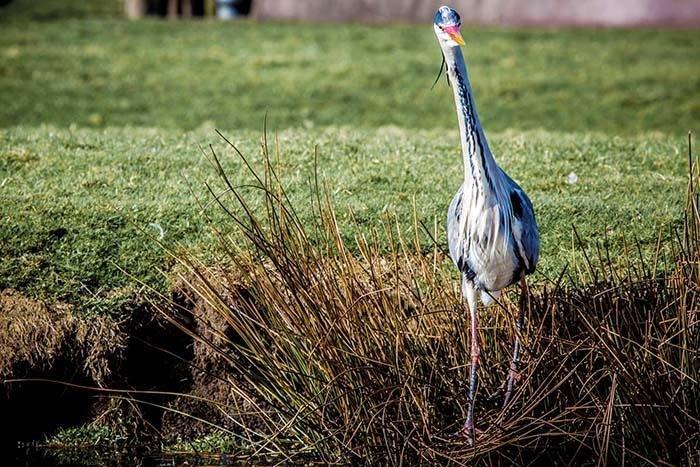 Photo Print: Great Blue Heron - Dan Pearce Sticker Shop