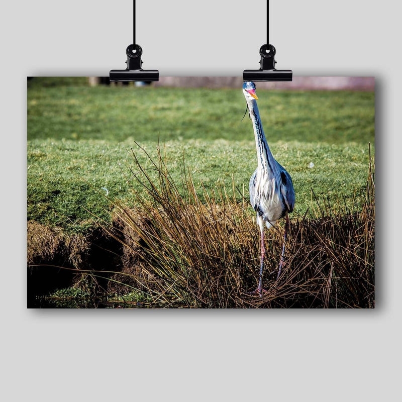 Photo Print: Great Blue Heron - Dan Pearce Sticker Shop