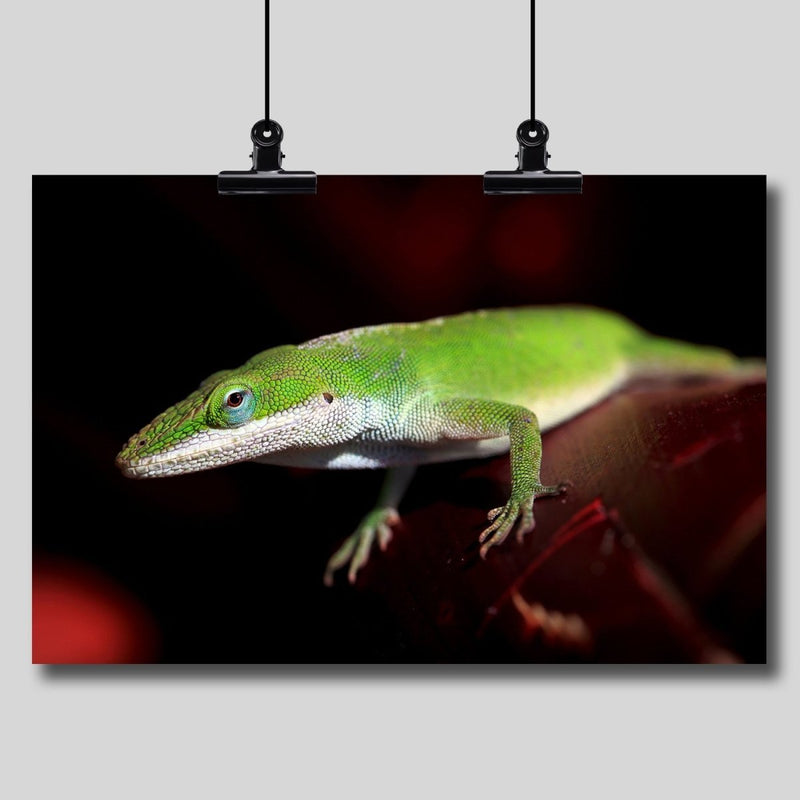 Photo Print: Green Anole Lizard - Dan Pearce Sticker Shop