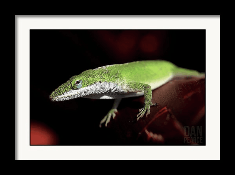 Photo Print: Green Anole Lizard - Dan Pearce Sticker Shop