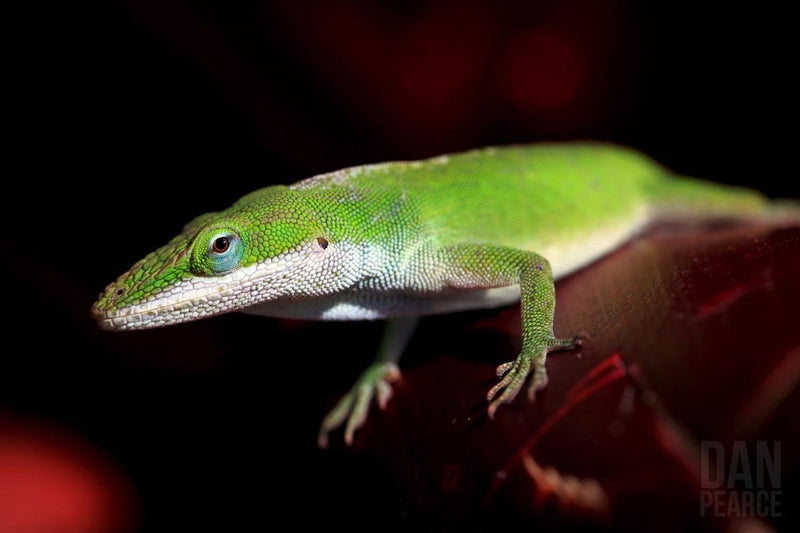 Photo Print: Green Anole Lizard - Dan Pearce Sticker Shop