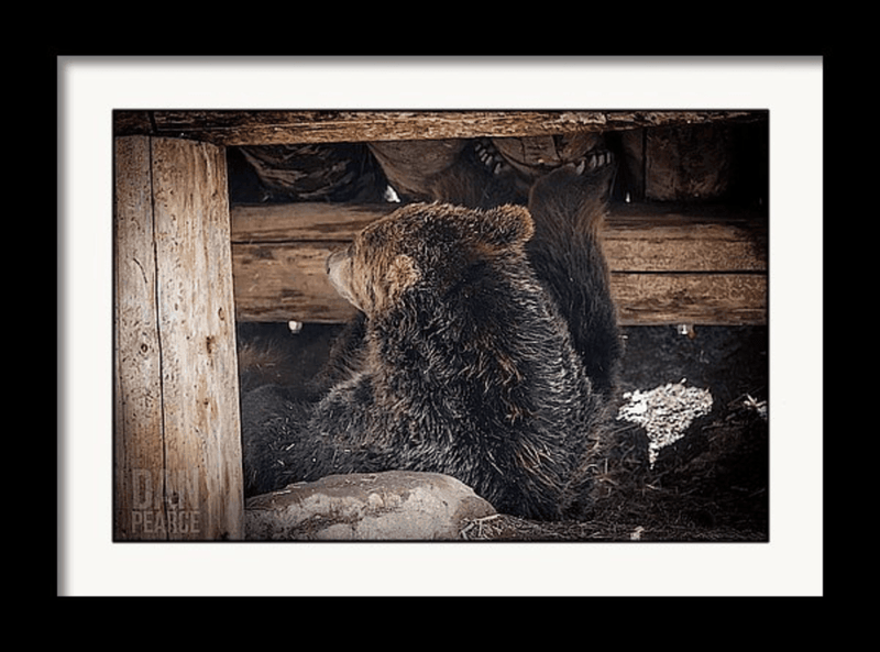 Photo Print: Grizzly Bear Under the Cabin - Dan Pearce Sticker Shop