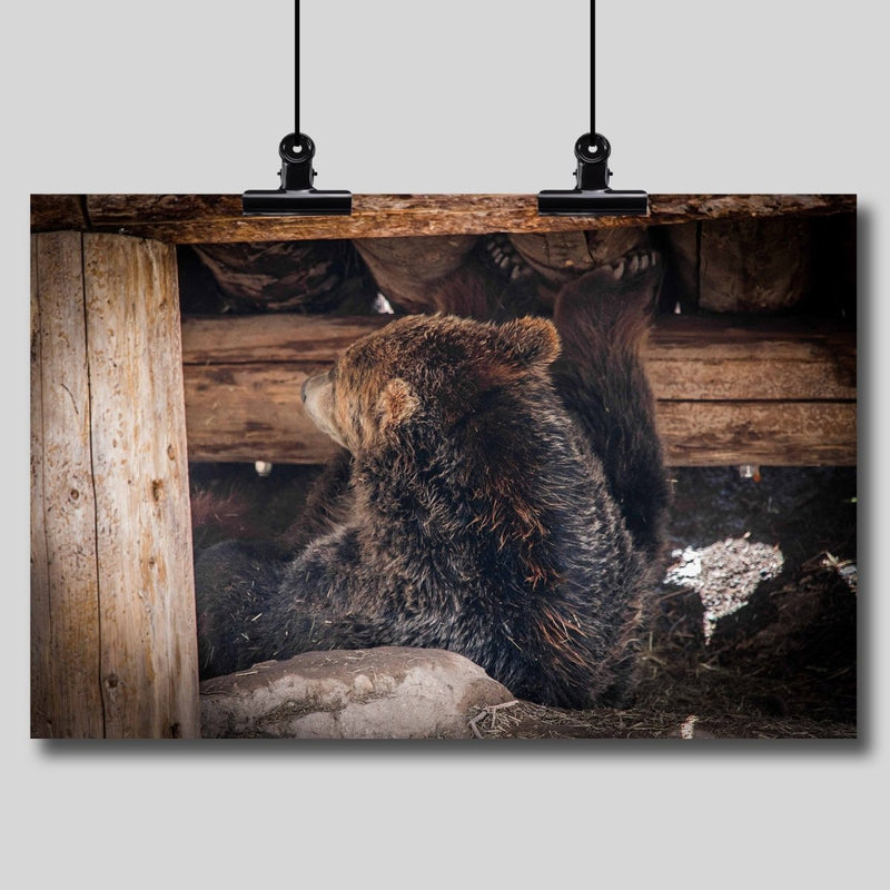 Photo Print: Grizzly Bear Under the Cabin - Dan Pearce Sticker Shop