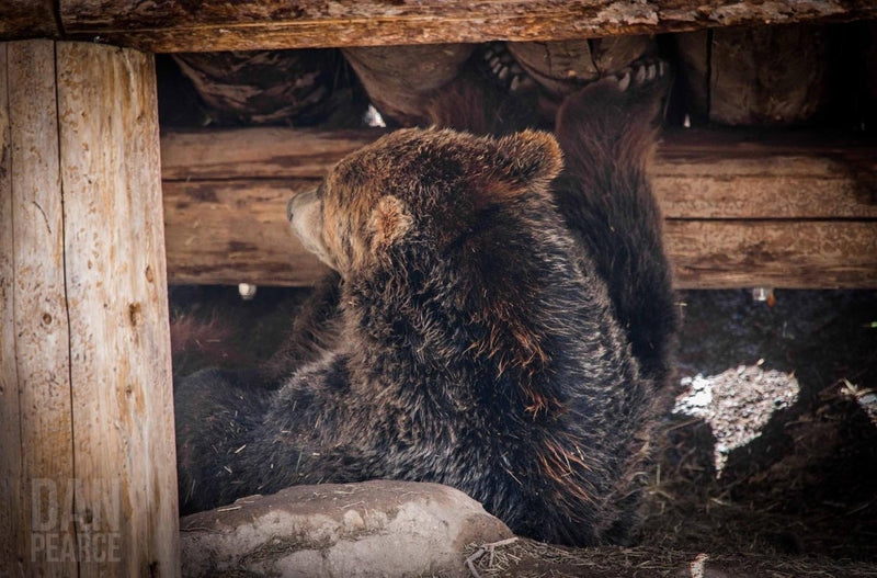 Photo Print: Grizzly Bear Under the Cabin - Dan Pearce Sticker Shop