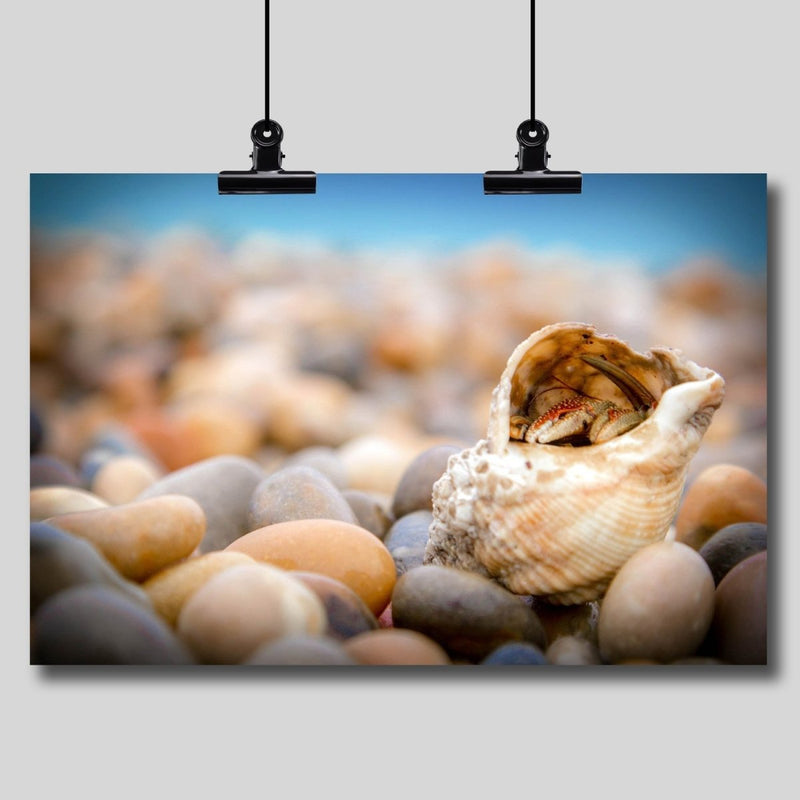 Photo Print: Hermit Crab - Dan Pearce Sticker Shop