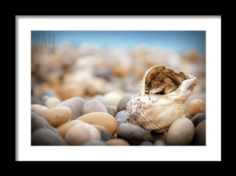 Photo Print: Hermit Crab - Dan Pearce Sticker Shop