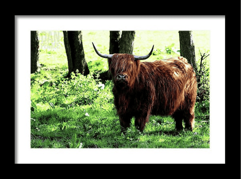 Photo Print: Highland Cow - Dan Pearce Sticker Shop