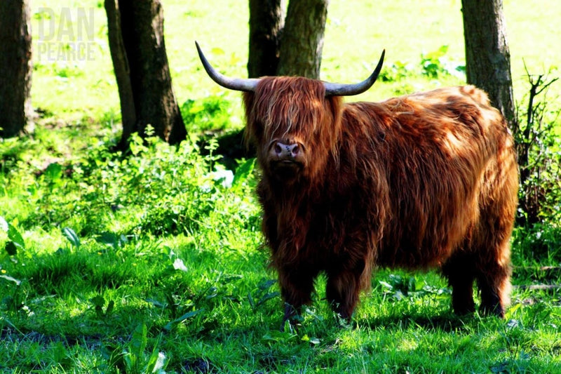 Photo Print: Highland Cow - Dan Pearce Sticker Shop