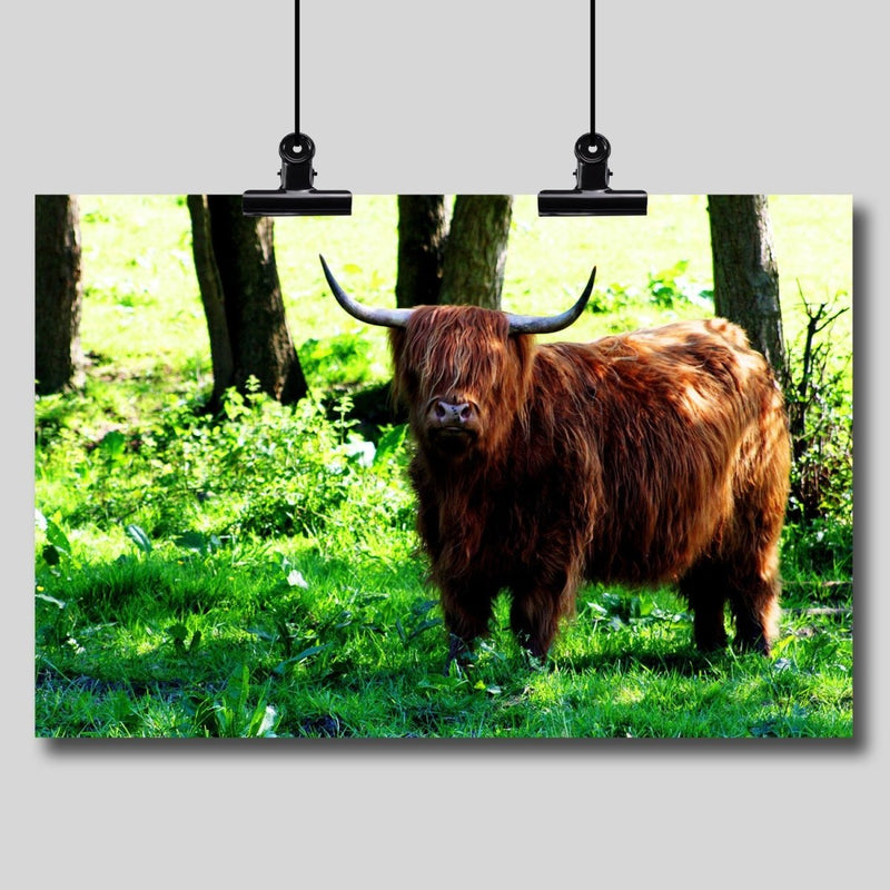 Photo Print: Highland Cow - Dan Pearce Sticker Shop