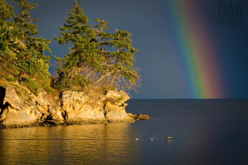 Photo Print: Island Rainbow with Duck Flying Through - Dan Pearce Sticker Shop