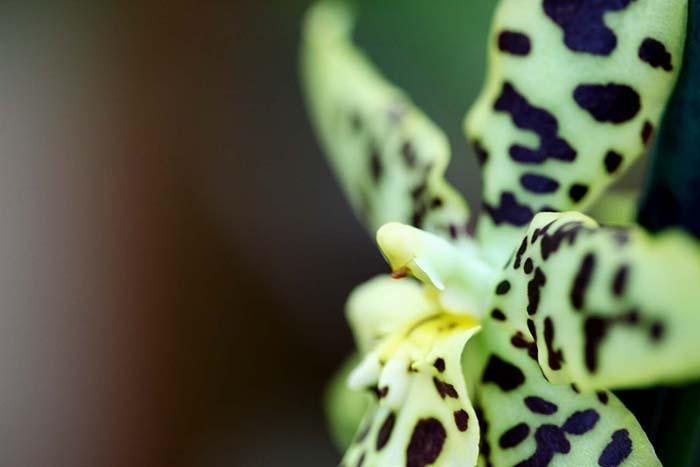 Photo Print: Leopard Spotted Orchid - Dan Pearce Sticker Shop