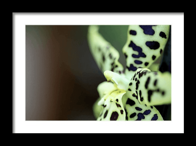 Photo Print: Leopard Spotted Orchid - Dan Pearce Sticker Shop