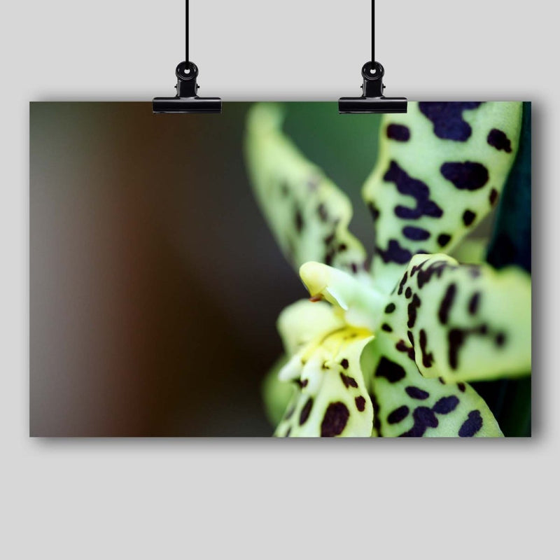 Photo Print: Leopard Spotted Orchid - Dan Pearce Sticker Shop