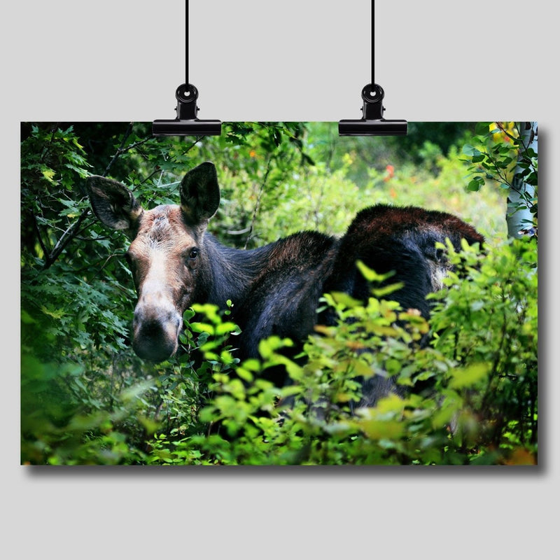 Photography Print: Moose - Dan Pearce Sticker Shop