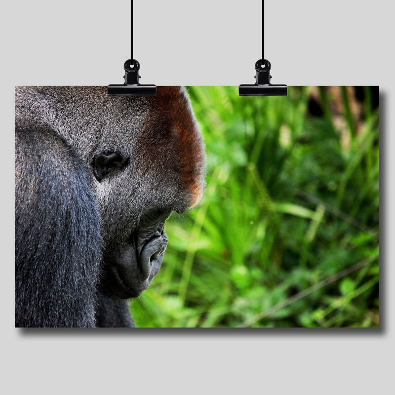 Photography Print: Mountain Gorilla - Dan Pearce Sticker Shop