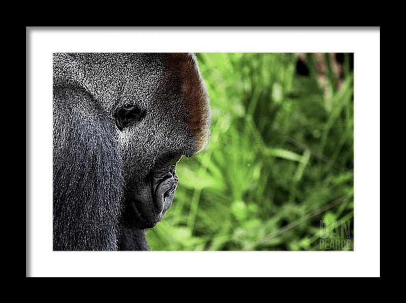 Photography Print: Mountain Gorilla - Dan Pearce Sticker Shop