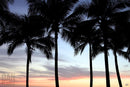Photography Print: Palm Trees at Sunset - Dan Pearce Sticker Shop