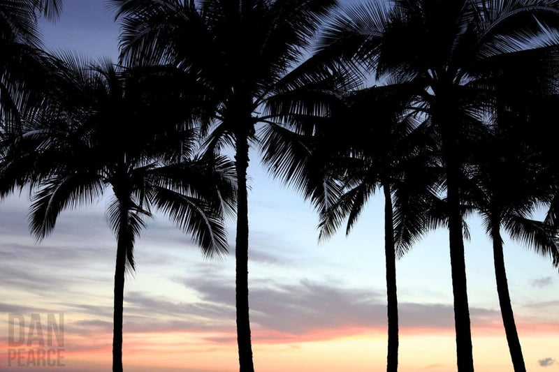 Photography Print: Palm Trees at Sunset - Dan Pearce Sticker Shop