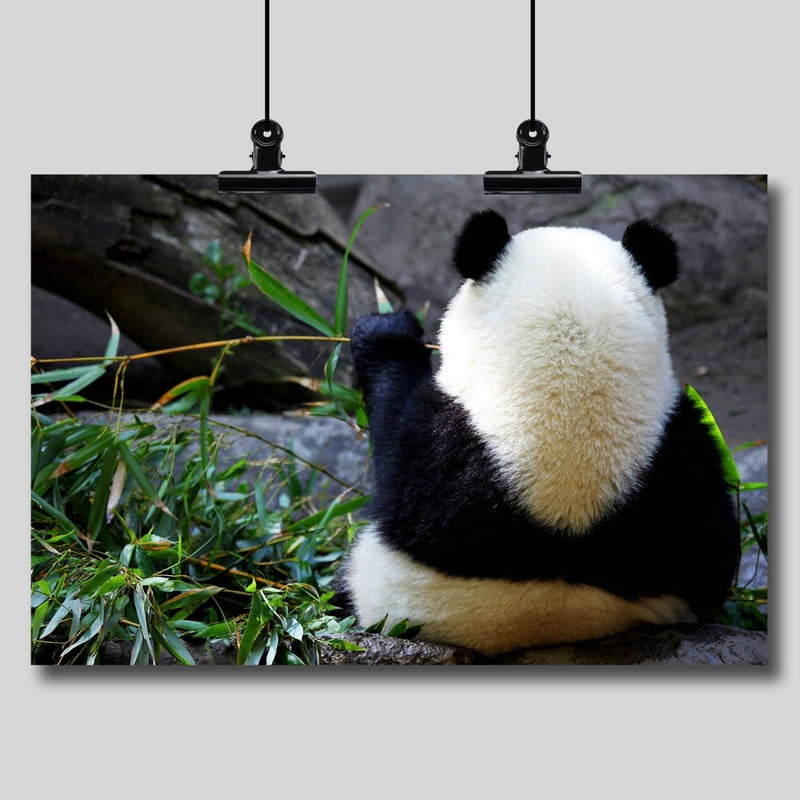 Photography Print: Panda Bear Eating Bamboo - Dan Pearce Sticker Shop