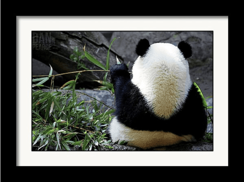 Photography Print: Panda Bear Eating Bamboo - Dan Pearce Sticker Shop