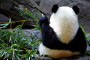 Photography Print: Panda Bear Eating Bamboo - Dan Pearce Sticker Shop