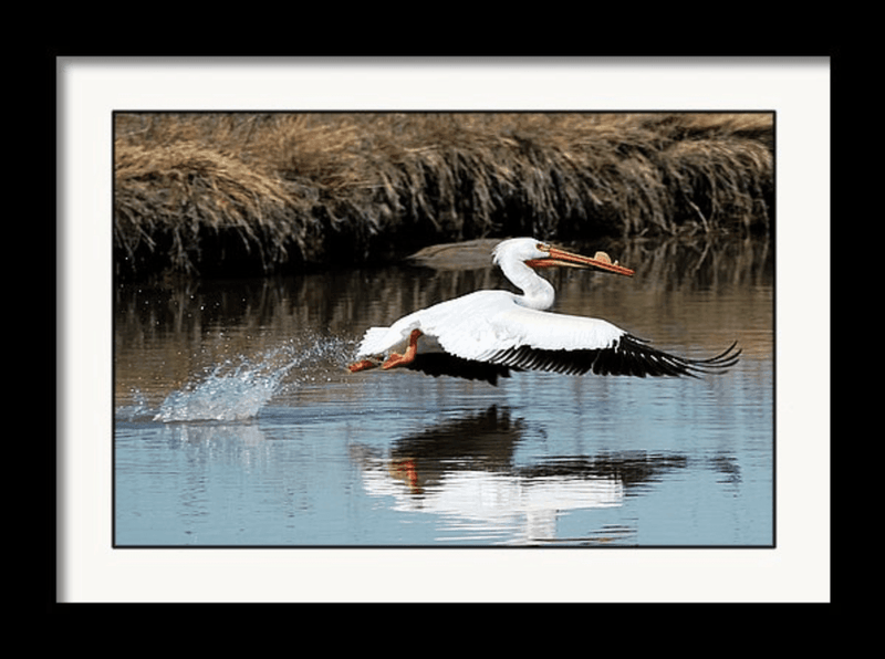 Photography Print: Pelican - Dan Pearce Sticker Shop