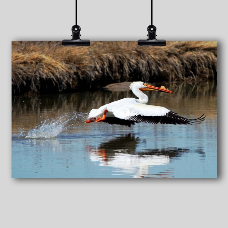 Photography Print: Pelican - Dan Pearce Sticker Shop