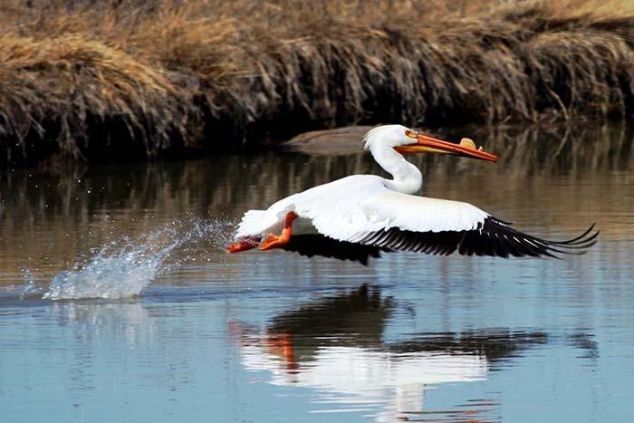 Photography Print: Pelican - Dan Pearce Sticker Shop