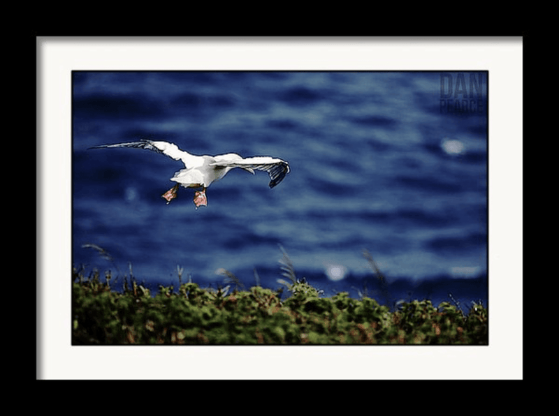 Photography Print: Redfooted Booby (Seabird) - Dan Pearce Sticker Shop