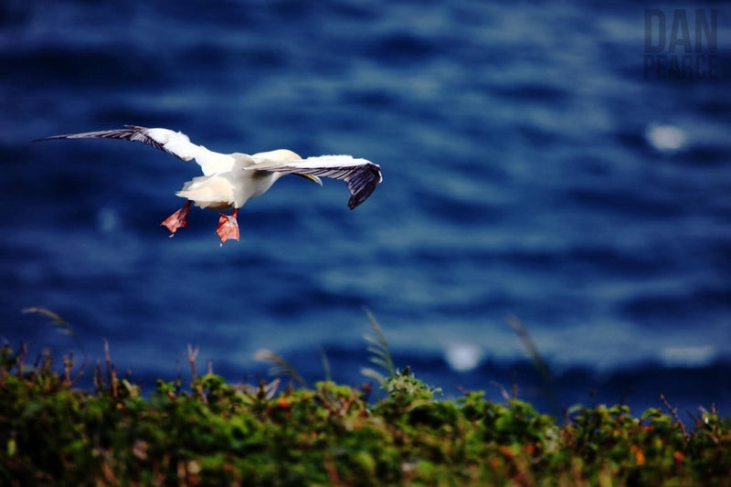 Photography Print: Redfooted Booby (Seabird) - Dan Pearce Sticker Shop