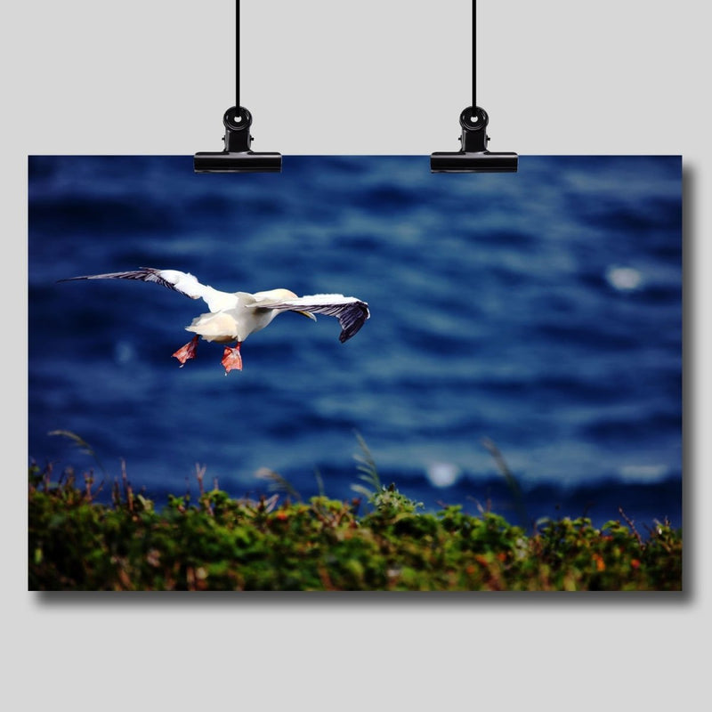 Photography Print: Redfooted Booby (Seabird) - Dan Pearce Sticker Shop