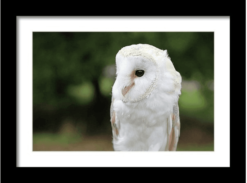 Photography Print: Screech Owl - Dan Pearce Sticker Shop