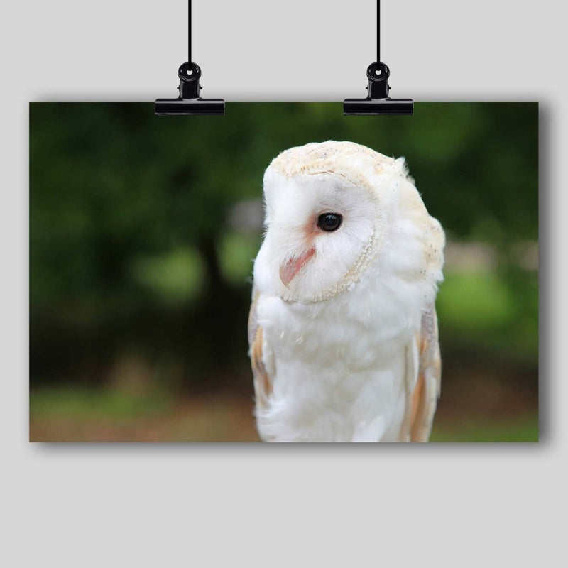 Photography Print: Screech Owl - Dan Pearce Sticker Shop