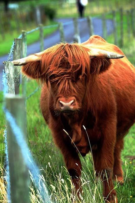 Photography Print: Serenity - Highland Cow 2 - Dan Pearce Sticker Shop