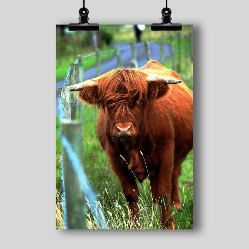 Photography Print: Serenity - Highland Cow 2 - Dan Pearce Sticker Shop