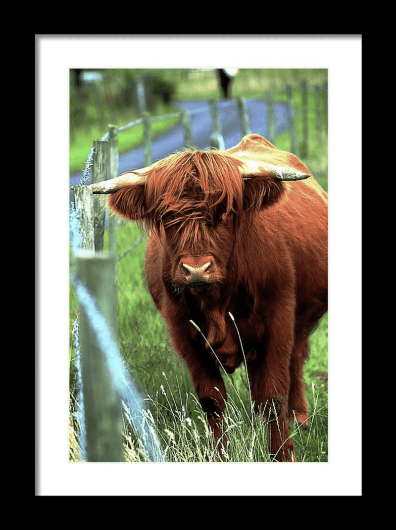 Photography Print: Serenity - Highland Cow 2 - Dan Pearce Sticker Shop