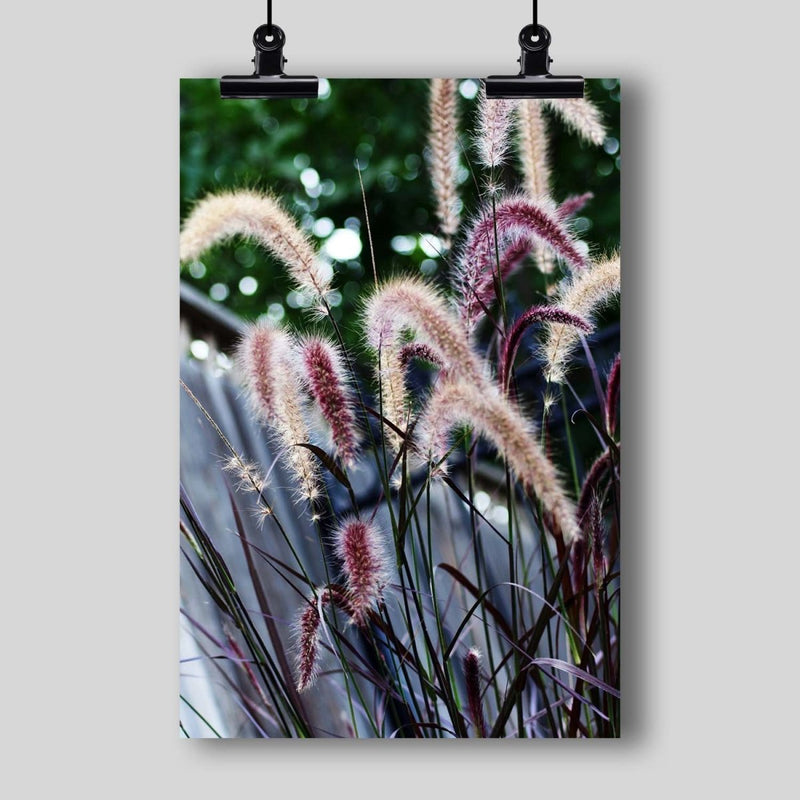 Photography Print: Serenity - Purple Grass - Dan Pearce Sticker Shop