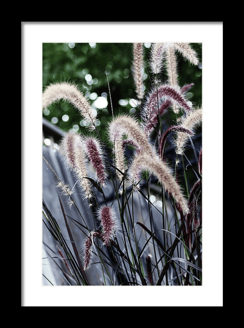 Photography Print: Serenity - Purple Grass - Dan Pearce Sticker Shop