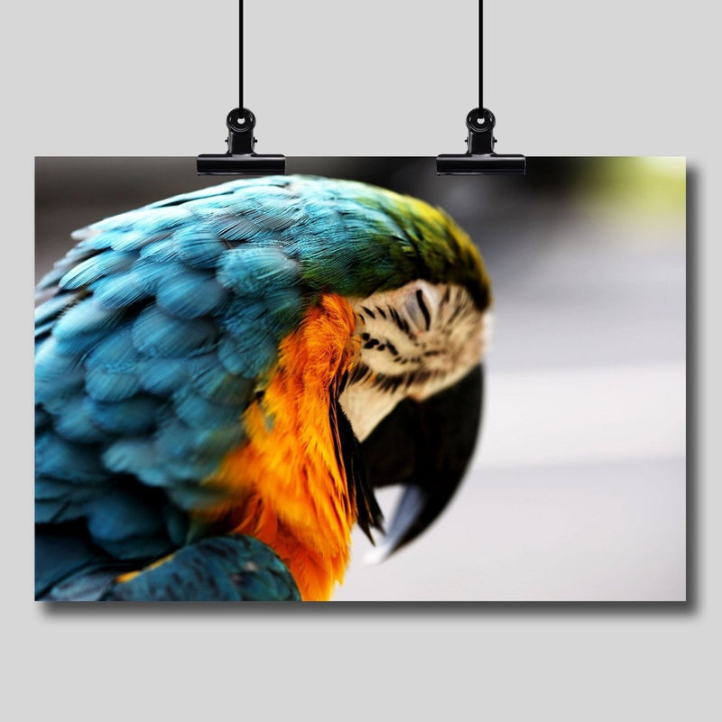 Photography Print: Sleeping Macaw - Dan Pearce Sticker Shop