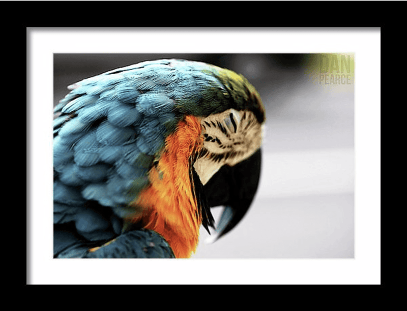 Photography Print: Sleeping Macaw - Dan Pearce Sticker Shop