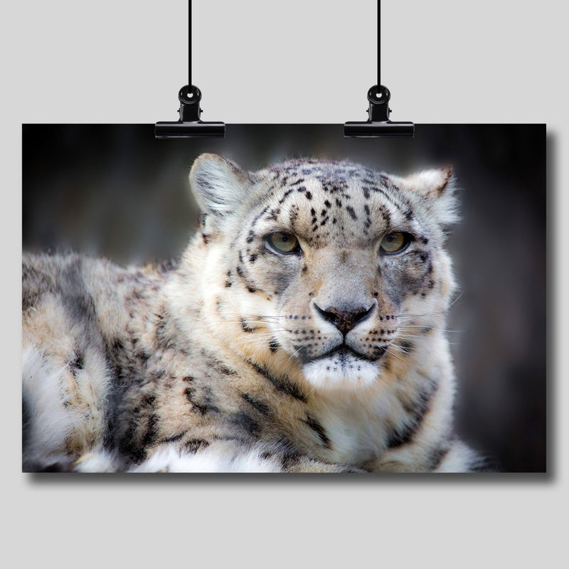 Photography Print: Snow Leopard - Dan Pearce Sticker Shop