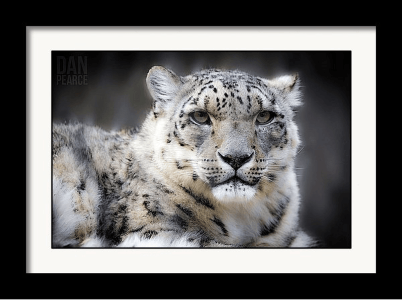 Photography Print: Snow Leopard - Dan Pearce Sticker Shop