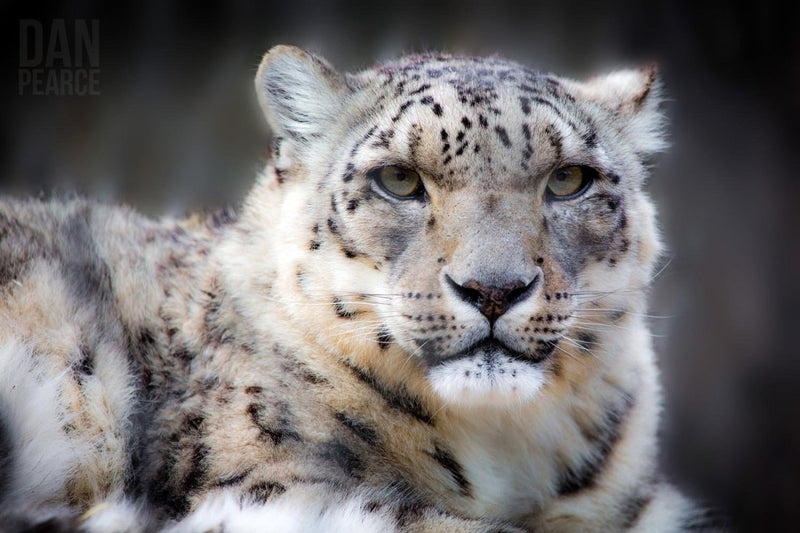 Photography Print: Snow Leopard - Dan Pearce Sticker Shop