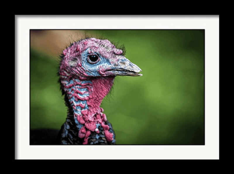 Photography Print: Turkey - Dan Pearce Sticker Shop